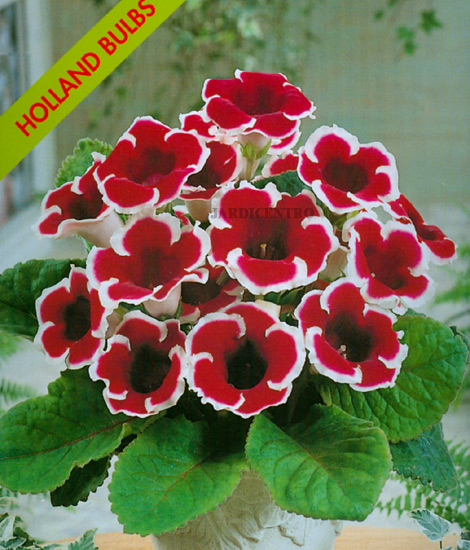 Sinningia speciosa hybrids